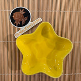 Pokémon Ceramic Food Dish (Star Shaped Sauce Dish 4")